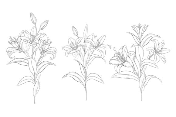 Download Drawn Floral Illustrations Graphic - Illustrations Collection